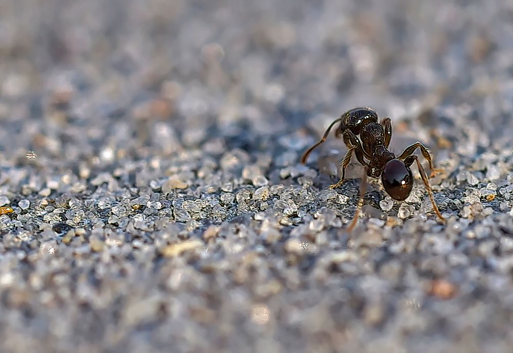 Photograph by Marcelo Luzzi