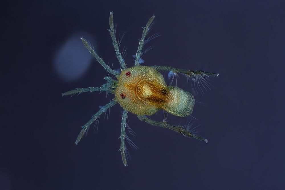 Hydrachnidia