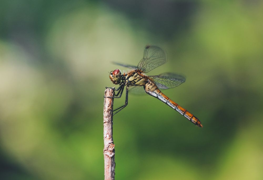 Photograph by Виктория Писаренко