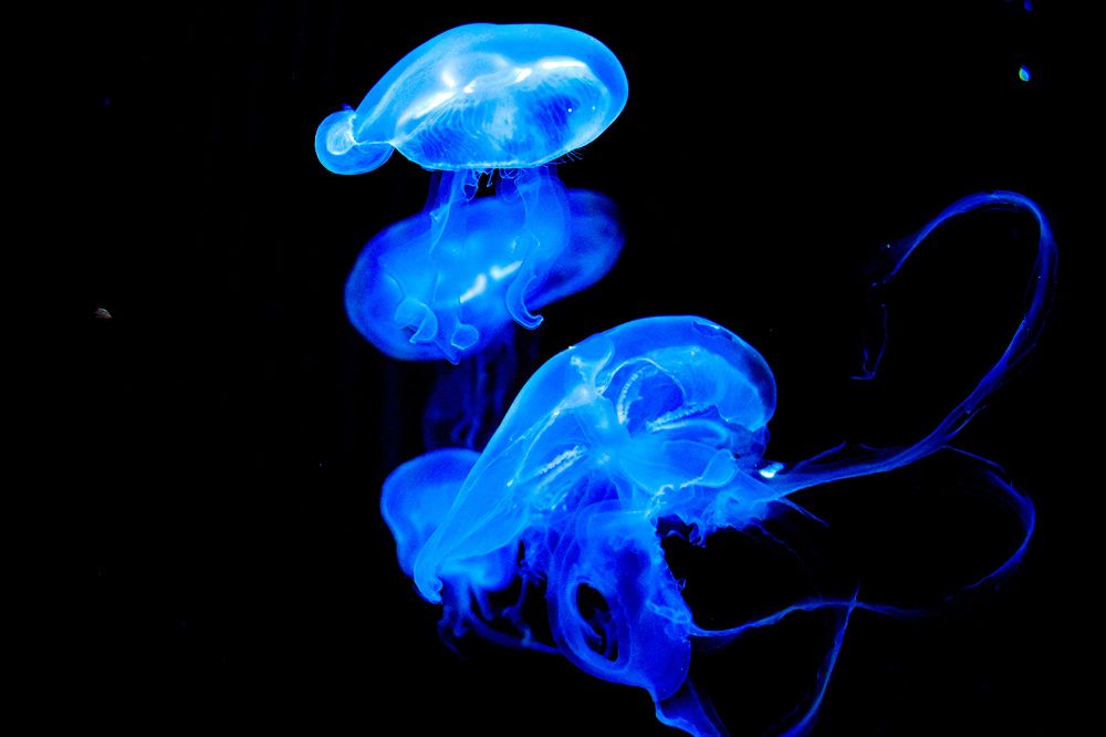 Photograph by Ксения Маленкова