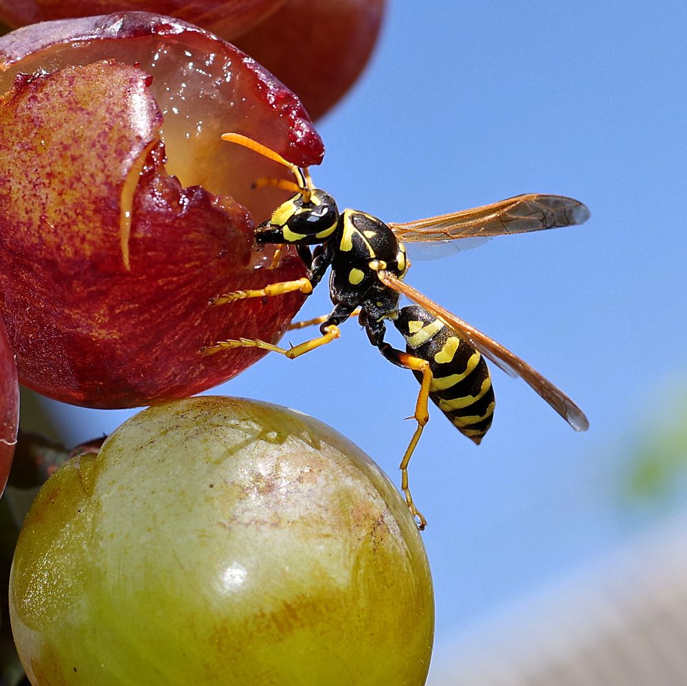 Фотография автора Сергей Гречихин