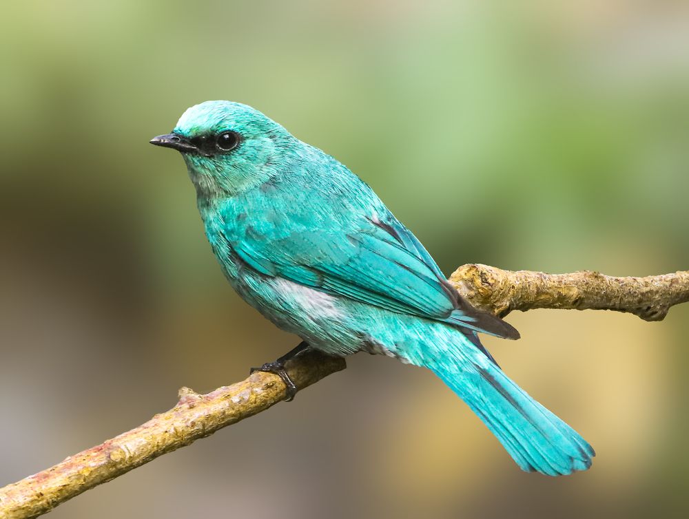 Verditer Flycatcher
