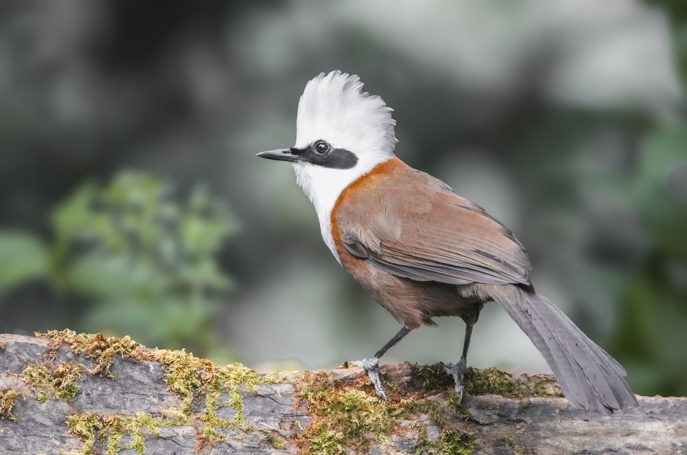 Photograph by prasenjit sinha