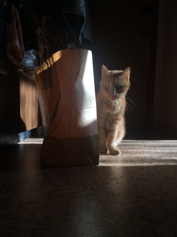 Солнечный кот