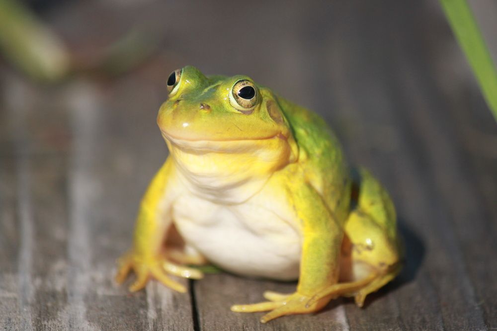 Прудовая лягушка (лат. Pelophylax lessonae)
