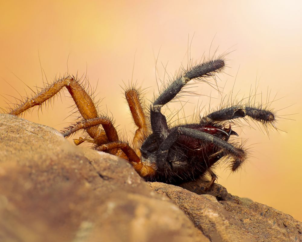Camel Spider come on!