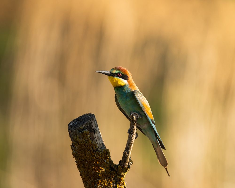 Photograph by Рамзан Давлетмирзаев