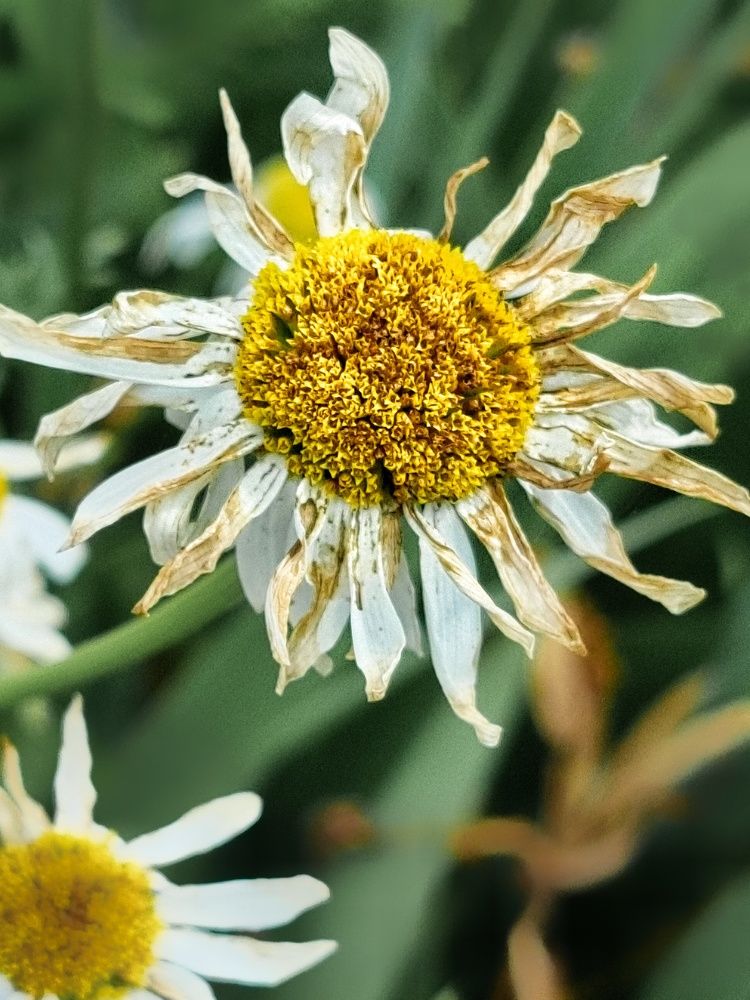 Фотография автора Светлана Алексеева
