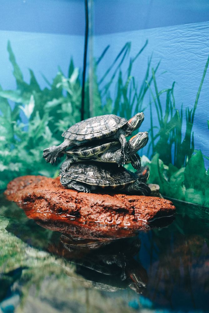 Photograph by Евдокимова Анна