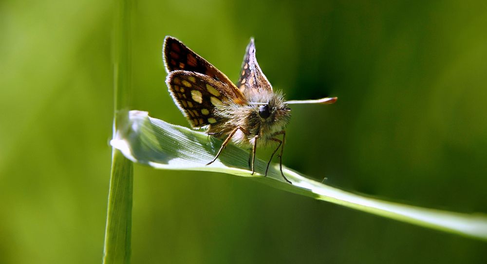 Photograph by Алексей Чернов