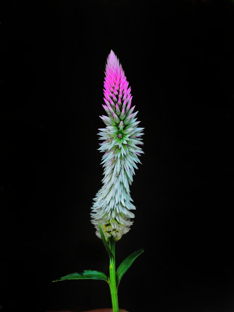 Photograph by Vinay gamit