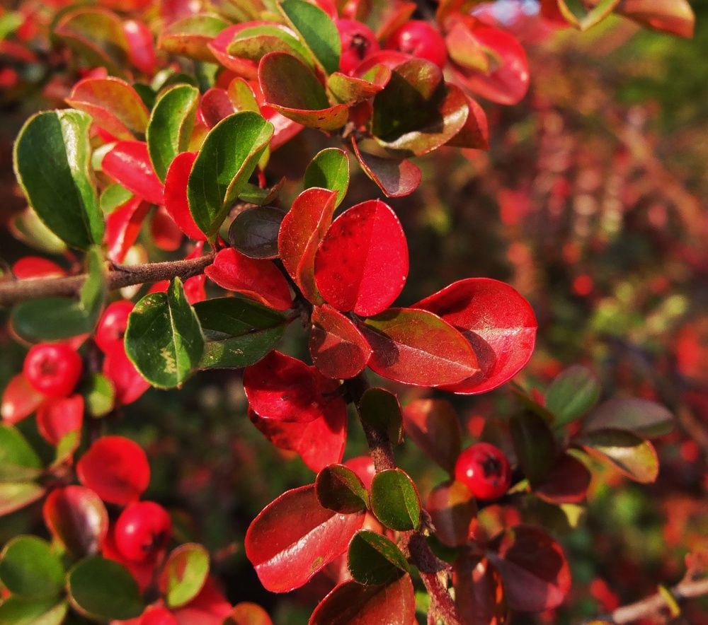 Photograph by Анна Матецкая