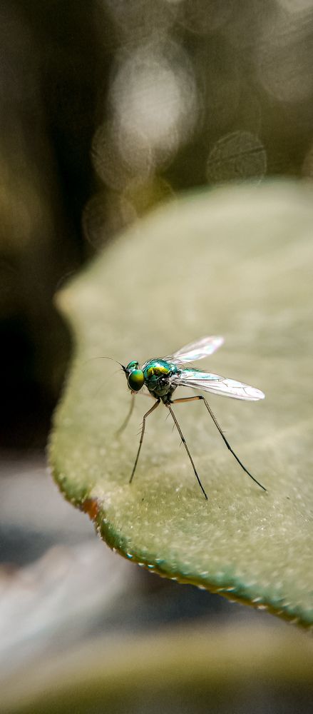 Photograph by Deepusuresh