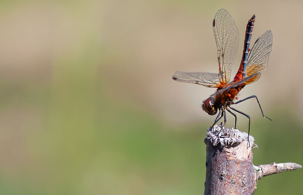 Photograph by Виталий Слёзка