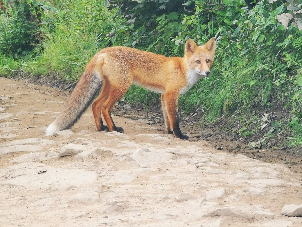 Фотография автора Андрей Логвинович