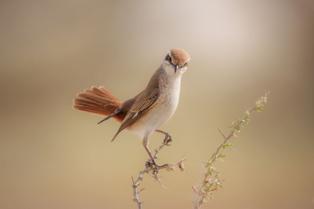 Photograph by Vladimir Kulikov