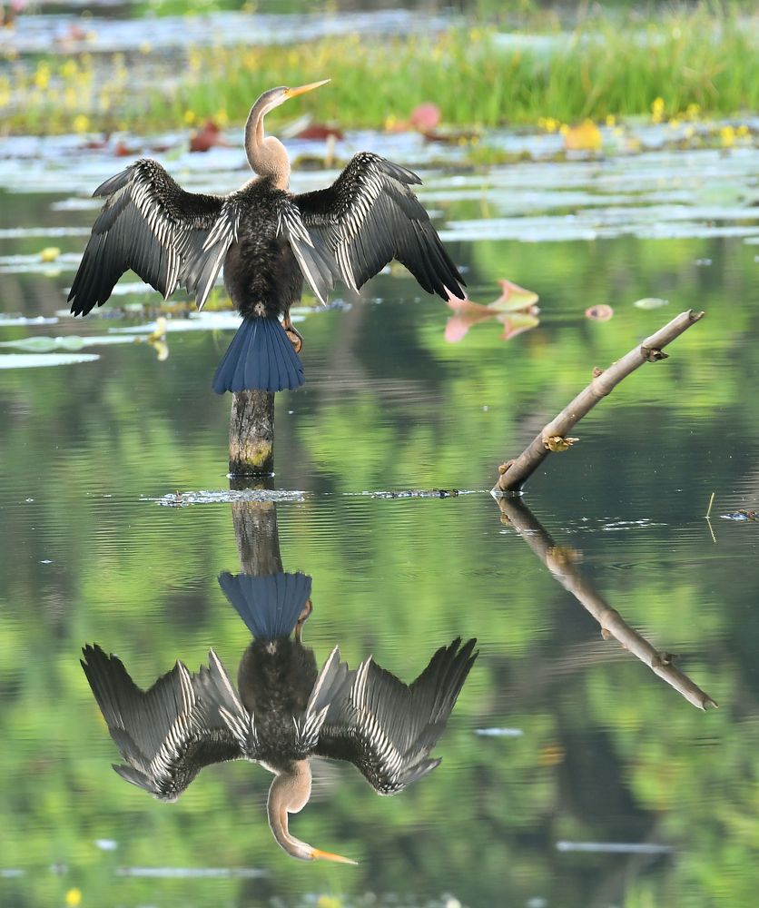 Photograph by Edward Arnold