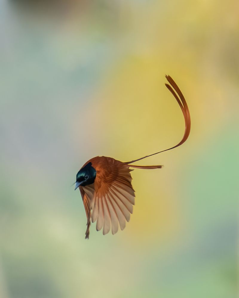 Фотография автора Anandhu M