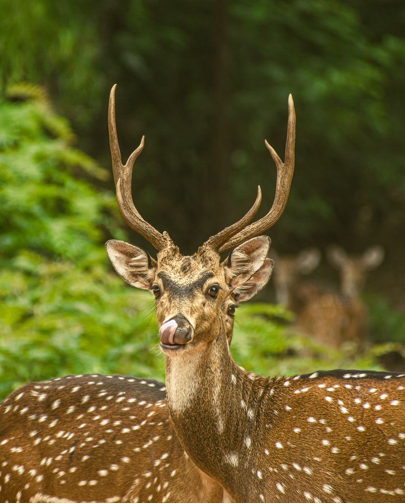 Photograph by Ritaban Mukherjee