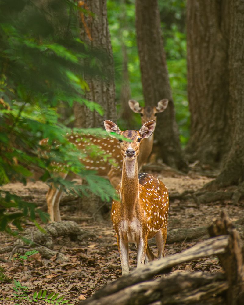 Photograph by Ritaban Mukherjee