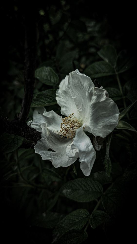 Photograph by Дарья Макаревич