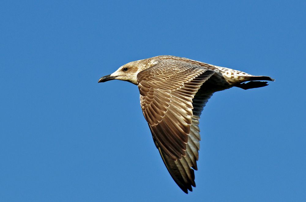 Фотография автора Антип