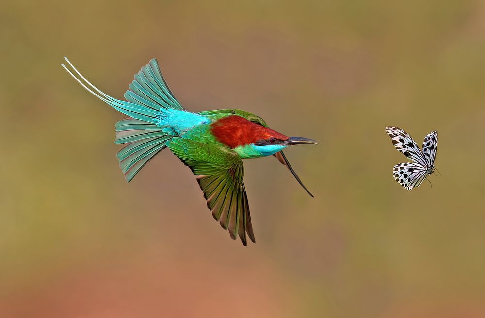 Photograph by Graeme Guy