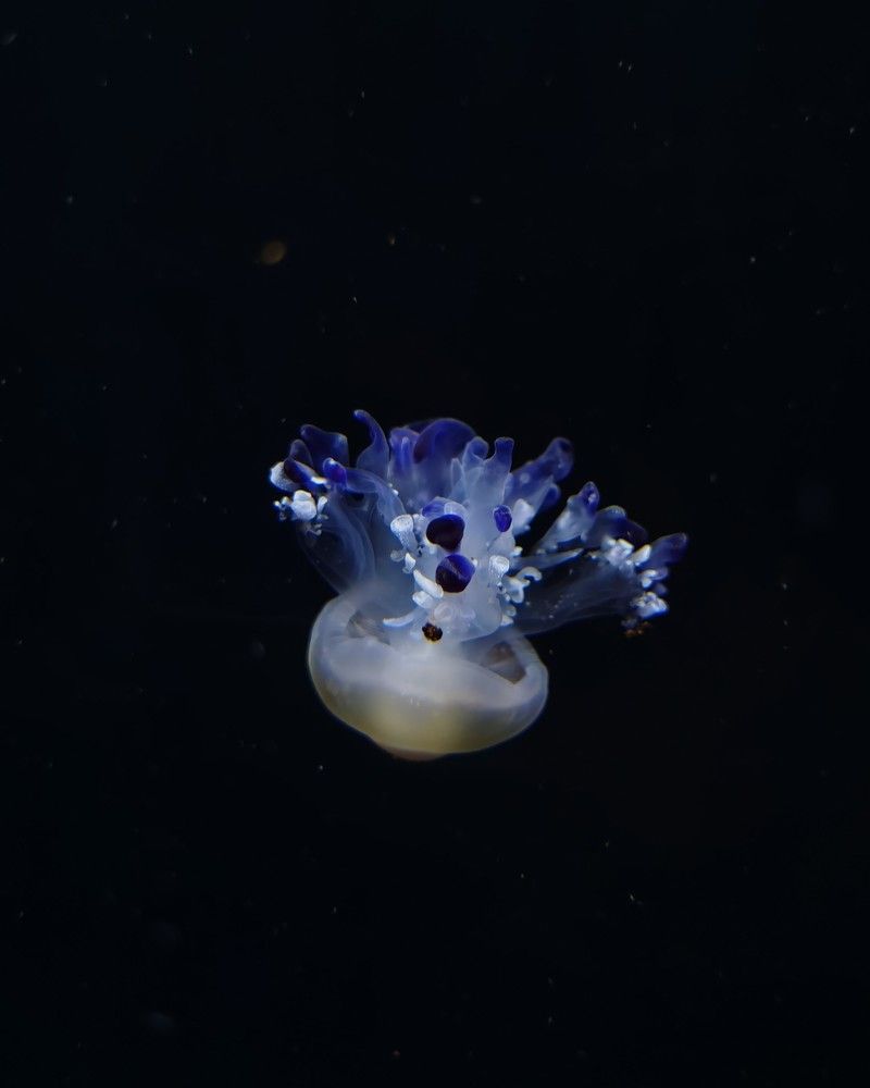 Photograph by Galina Belinskya