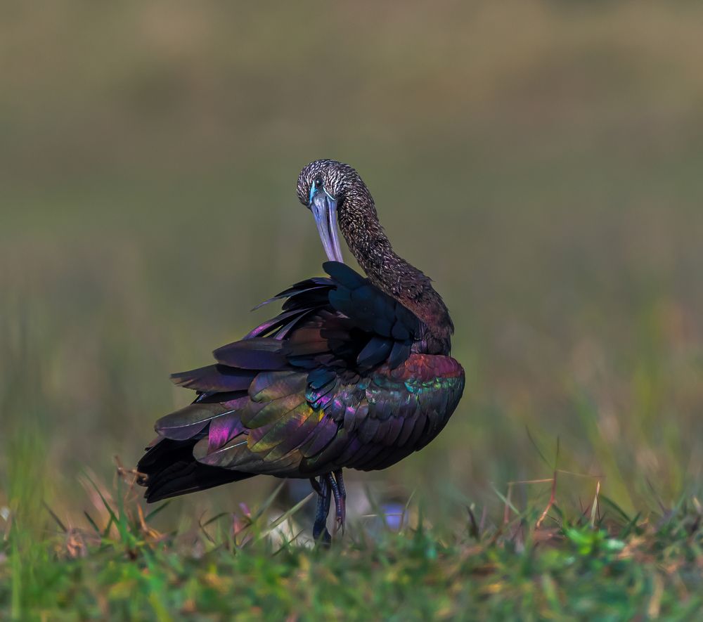 Photograph by CHINMOY BISWAS