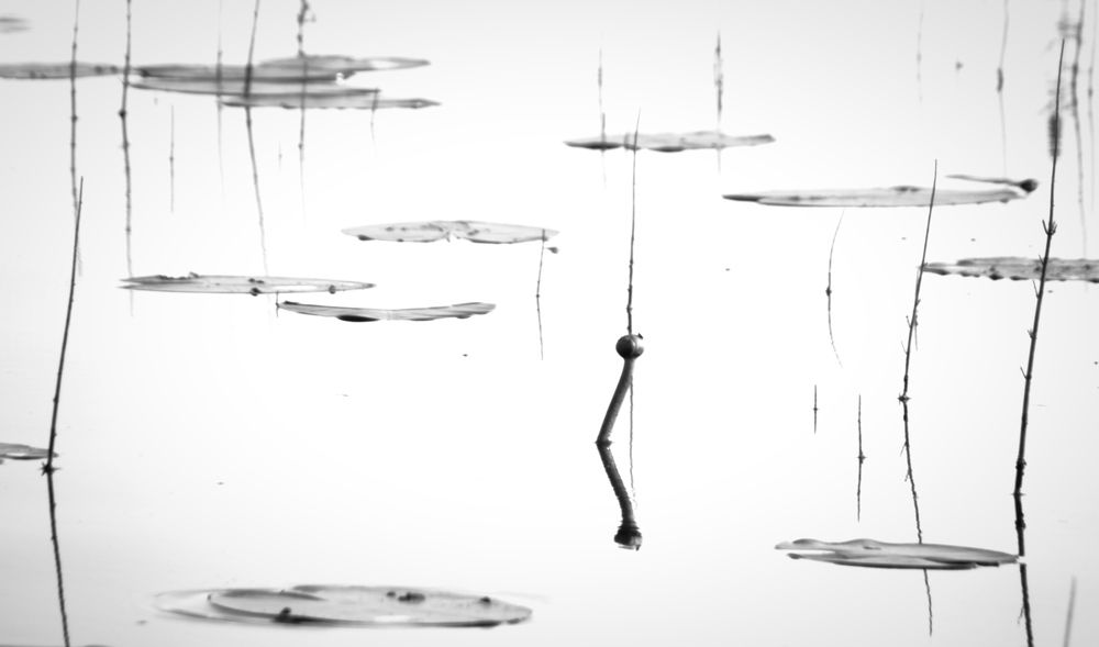 Photograph by Татьяна Романова