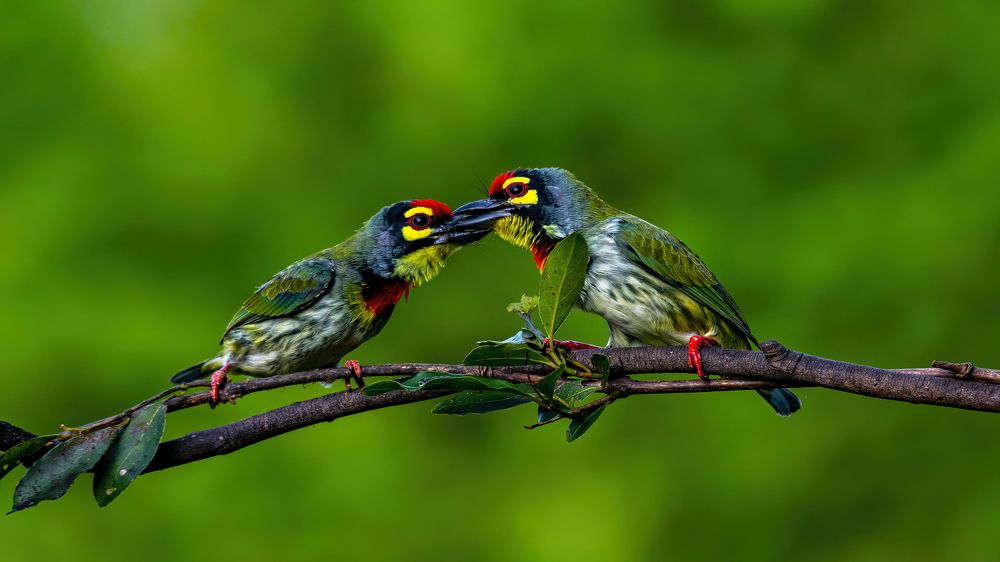 A Wild Kiss