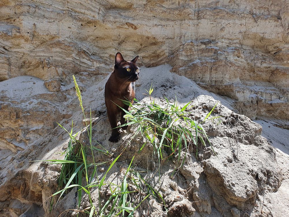 Фотография автора Надежда Лисицына