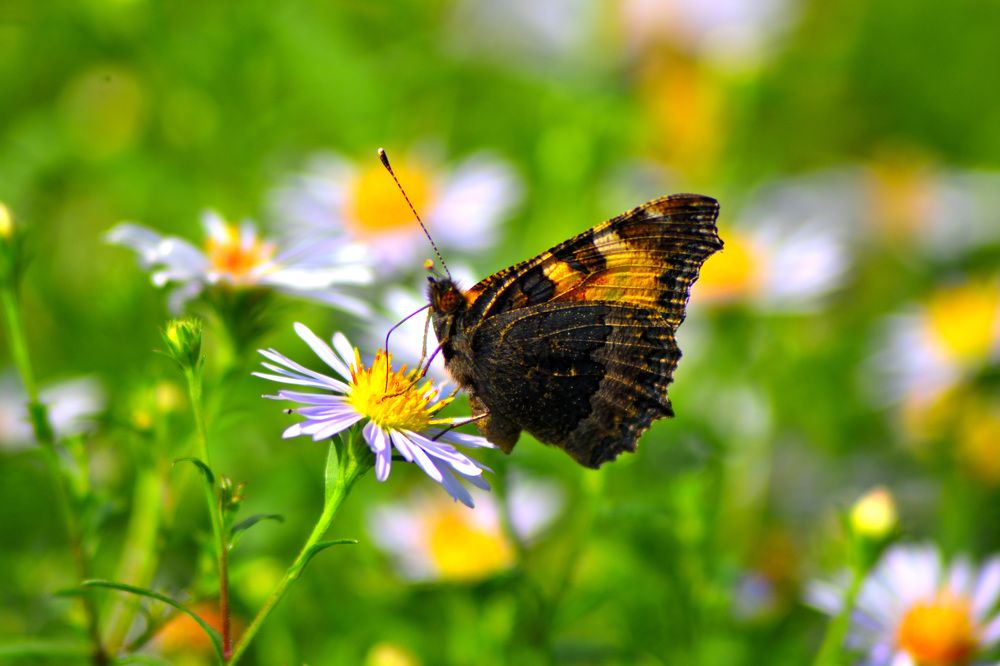 Фотография автора Tkachev Aleksey