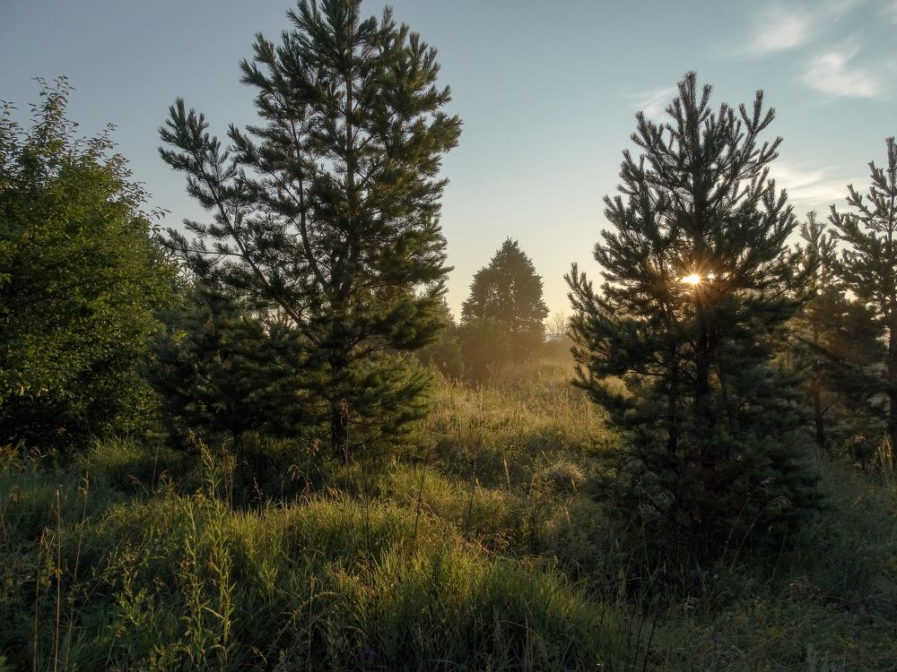 Утро на опушкке