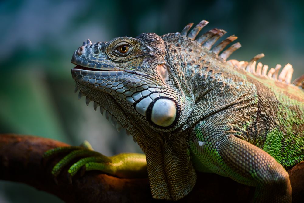 Photograph by Igor N. Adamov