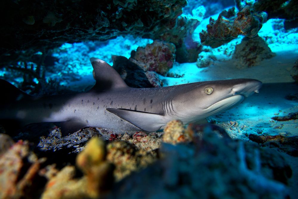 Photograph by Руслан Орлов