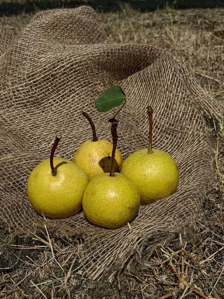 Photograph by Ирина Дегтярева