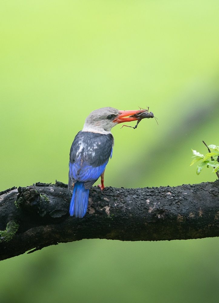 The grey-headed kingfisher