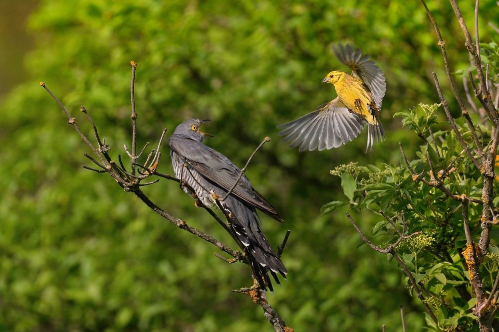 Neighborly relations