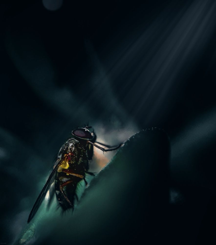 Photograph by Ahmed FahmyZa