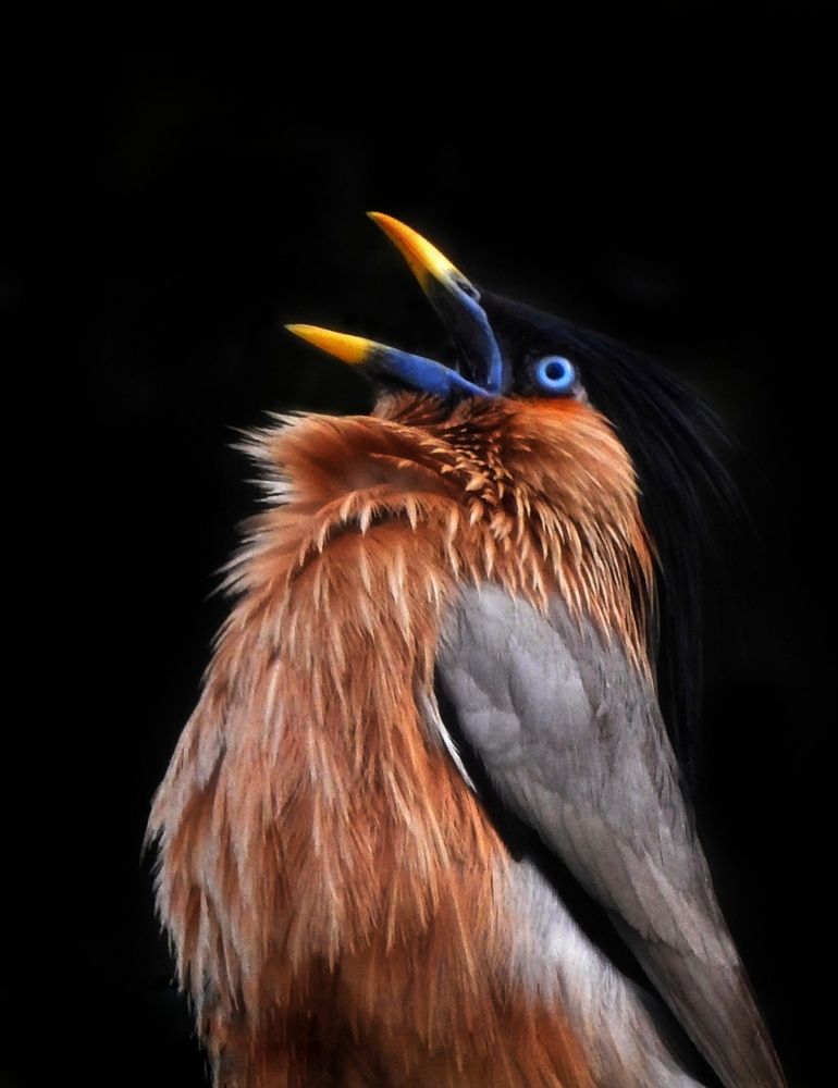 Angry Bird