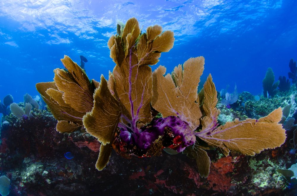 Photograph by Santiago Estrada R