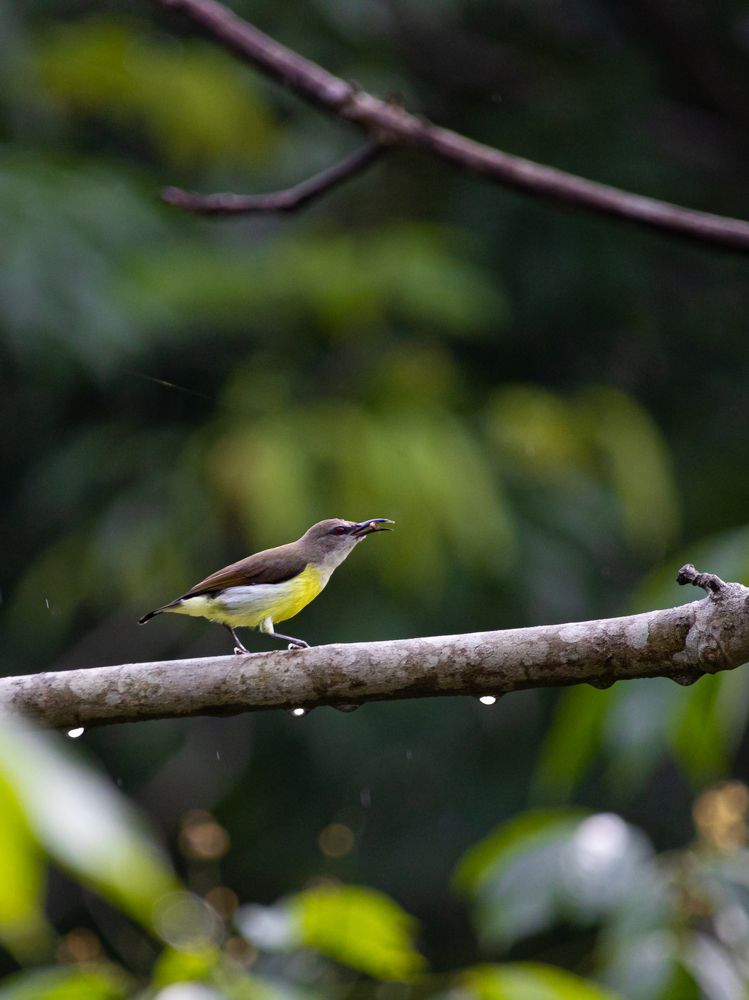 Purple rumped Sunbird Female.