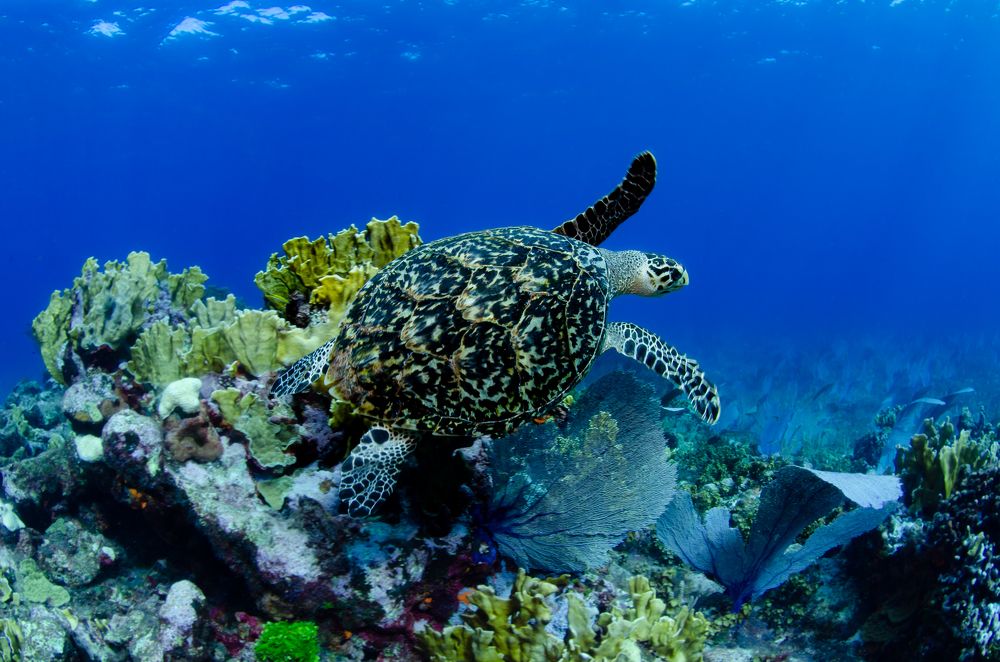 Photograph by Santiago Estrada R