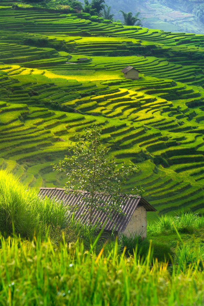 Фотография автора Bảo Nguyễn Gia