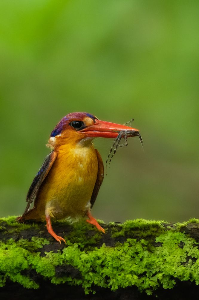 Photograph by Suman Paul