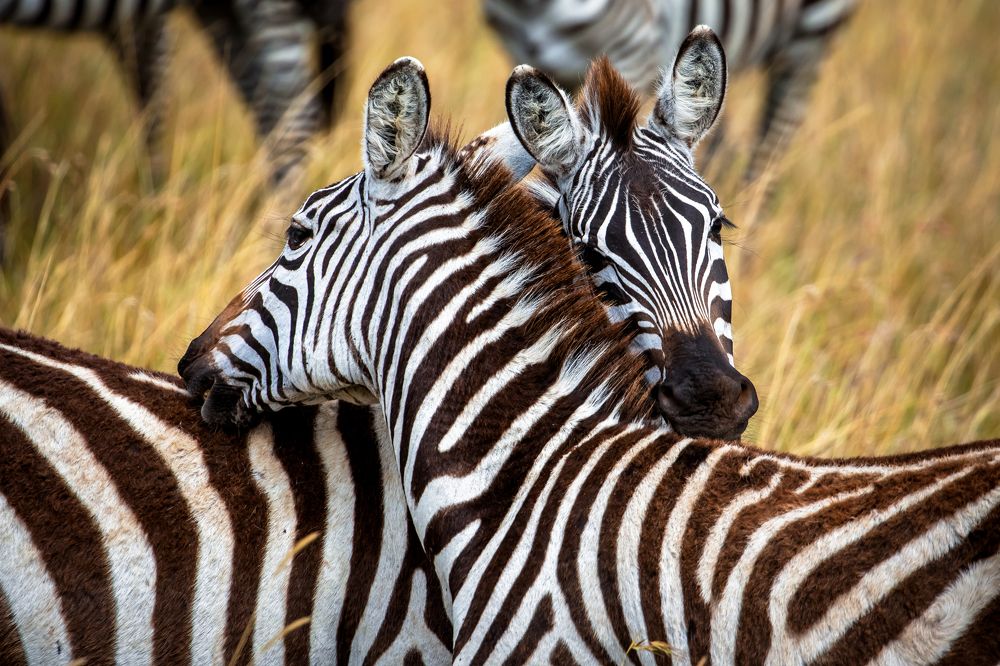 Photograph by Vita Potomova