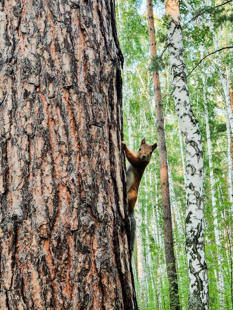 Photograph by Елена Ромашкина