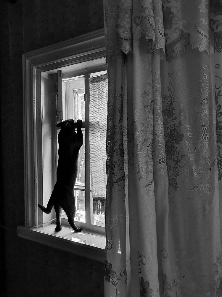 Фотография автора Надежда Лисицына