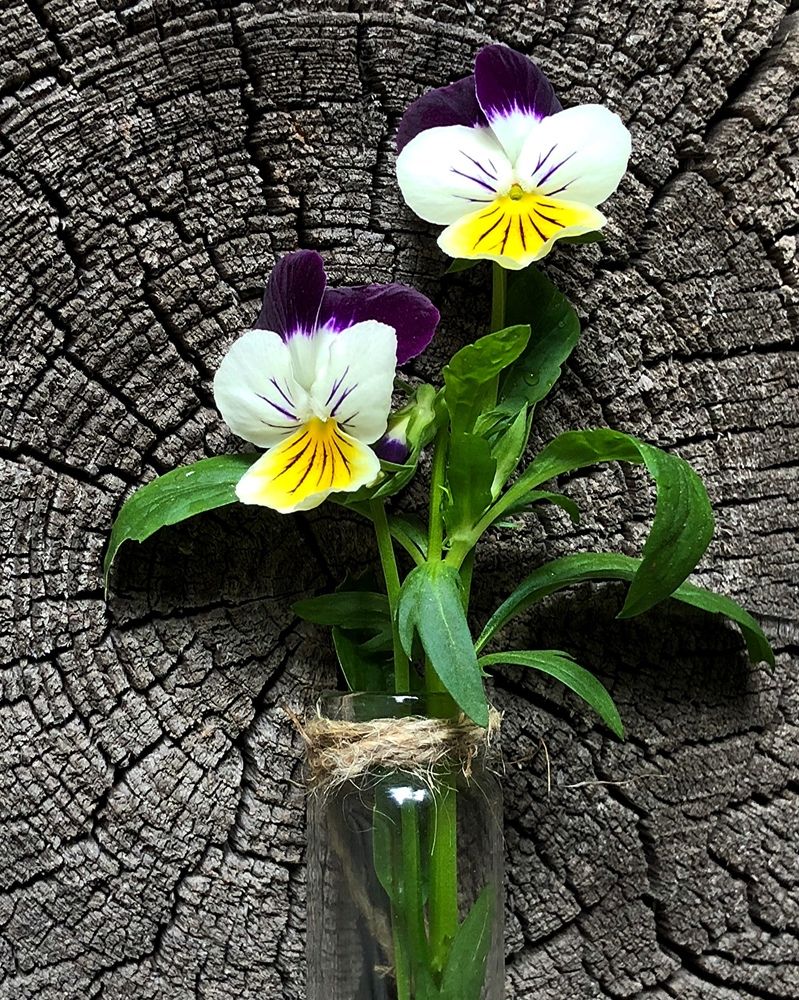 Photograph by Halina Mitsevich